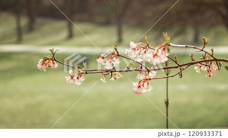 Tree Branches with Delicate Flowers Tree Branches with Delicate Flowers 120933371