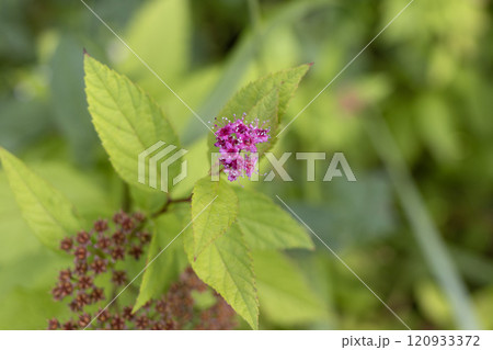 Delicate Lilac Flower Against Greenery 120933372