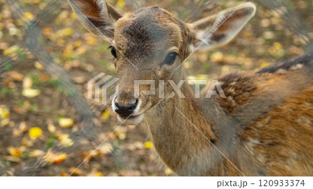 Little Fawn in Its Natural Habitat Little Fawn in Its Natural Habitat 120933374