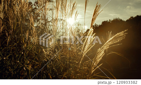 Grass Illuminated by Sunset Rays 120933382