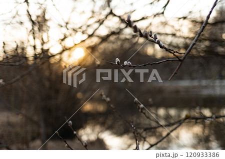 Spring Awakening: Willow Branches Budding Spring Awakening: Willow Branches Budding 120933386