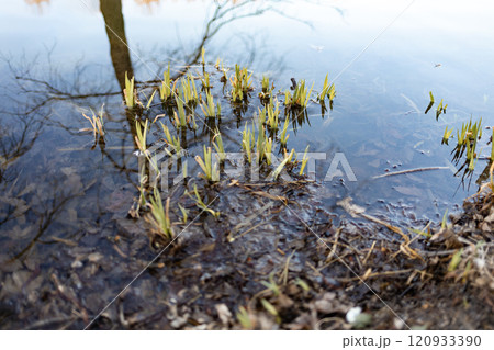 Life Returns to the Pond: New Plant Growing in Spring 120933390
