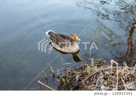 Goose on the Water: Reflection in the Calm Pond Goose on the Water: Reflection in the Calm Pond 120933391