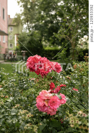 Blooming Shrub Rose on a Sunny Day 120933392