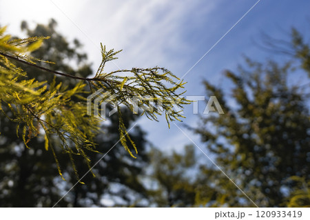 Branch with Leaves Against a Cloudy Sky Branch with Leaves Against a Cloudy Sky 120933419