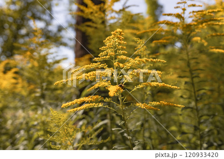 Bee Collecting Nectar from a Flower 120933420