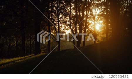Sunset Through Trees in the Forest 120933421