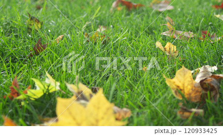 Autumn Leaves on Green Grass Autumn Leaves on Green Grass 120933425