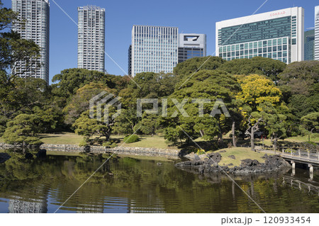 Japan, Tokyo, Hamarikyu Garden in momiji season. 120933454