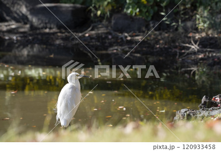 White heron in the Hamarikyu Garden, Tokyo, Japan. White heron in the Hamarikyu Garden, Tokyo, Japan. 120933458