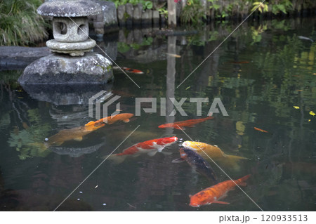 Hojoike Pond inside the Hasedera temple in Kamakura, Japan. 120933513