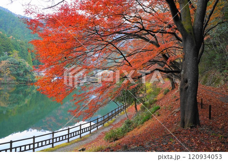 時雨空の初冬の伊自良湖の紅葉 時雨空の初冬の伊自良湖の紅葉 120934053