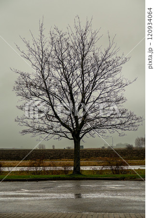Silhouette of a solitary tree without leaves the early morning light 120934064