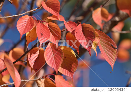 紅葉(桜)(桜の紅葉) 120934344