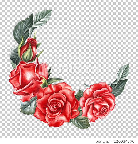 Red roses. a hand-drawn watercolor illustration. A design element of a flower card, a wedding invitation, a valentine, an elegant greeting card. For packaging and labels, posters and flyers. Red roses. a hand-drawn watercolor illustration. A design element of a flower card, a wedding invitation, a valentine, an elegant greeting card. For packaging and labels, posters and flyers. 120934370