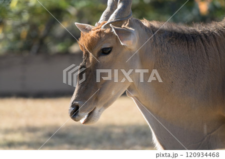 エランドのいる風景 ズーラシア エランドのいる風景 ズーラシア 120934468