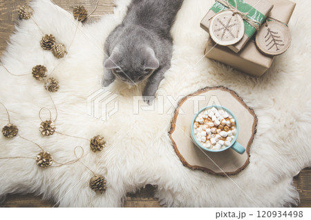 Christmas card. Cup of coffee, british cat. Rest at home. Xmas card Christmas card. Cup of coffee, british cat. Rest at home. Xmas card 120934498
