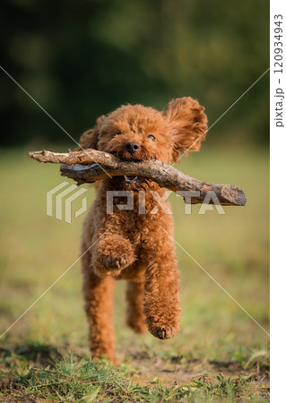 Brown toy poodle biting a soft wooden stick in mouth running towards the camera, trained, on grass. Brown toy poodle biting a soft wooden stick in mouth running towards the camera, trained, on grass. 120934943