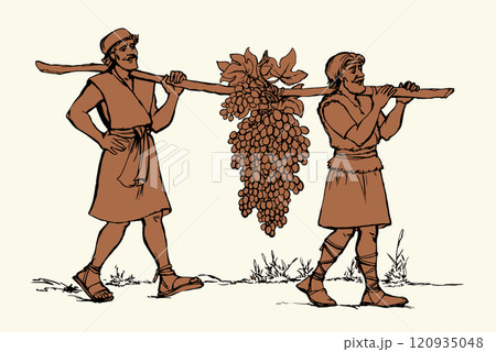 Vector drawing. Two men bear a grape. 120935048