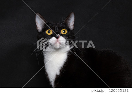 Black cat with white breast on black background 120935121