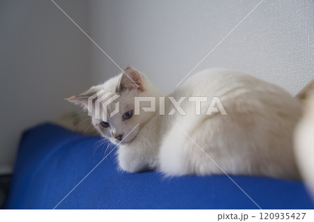 くつろぐ子猫 くつろぐ子猫 120935427
