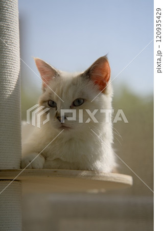 見つめる猫 見つめる猫 120935429