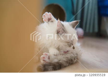 眠る子猫 眠る子猫 120935519