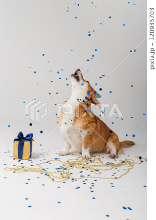 Happy corgi dog celebrating with a gift, confetti, and festive decorations 120935703