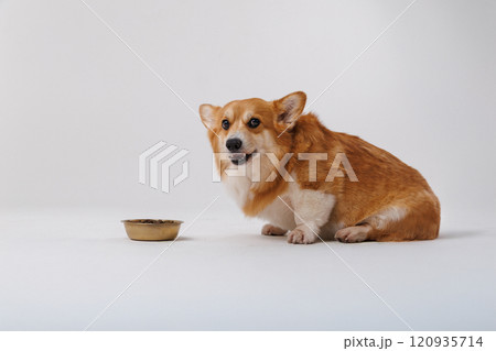 Adorable corgi staring at its food bowl, waiting for mealtime. Perfect pet photography moment Adorable corgi staring at its food bowl, waiting for mealtime. Perfect pet photography moment 120935714