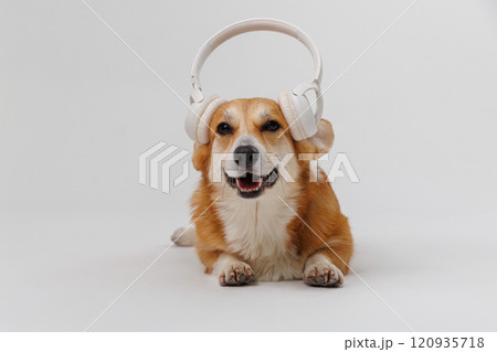 Happy corgi enjoying music with headphones, a perfect vibe for pet and tech enthusiasts alike Happy corgi enjoying music with headphones, a perfect vibe for pet and tech enthusiasts alike 120935718