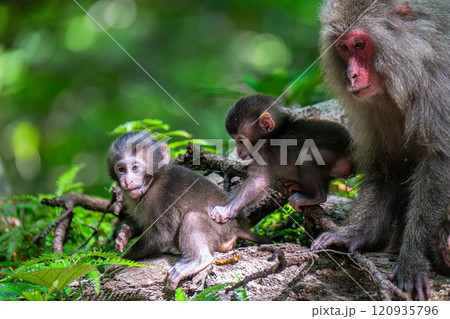 ヤクザルの子ども 遊ぶ 世界自然遺産屋久島(夏 ヤクザルの子ども 遊ぶ 世界自然遺産屋久島(夏 120935796