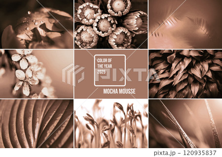Nature's elegance in mocha and mousse tones showcasing color of 2025 year 120935837