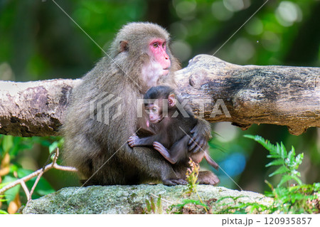 ヤクザルの親子 くつろぐ 世界自然遺産屋久島(夏 ヤクザルの親子 くつろぐ 世界自然遺産屋久島(夏 120935857
