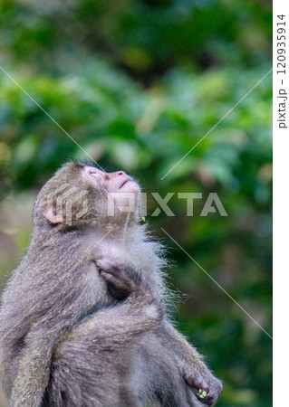 ヤクザル　くつろぐ　世界自然遺産屋久島(夏 120935914