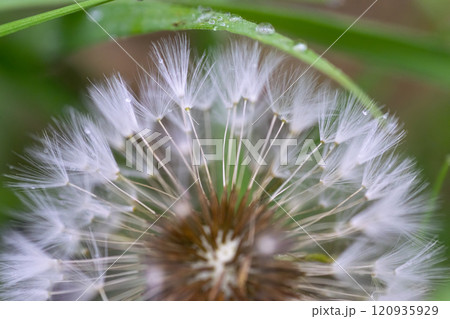 Dandelion seeds in the garden Dandelion seeds in the garden 120935929