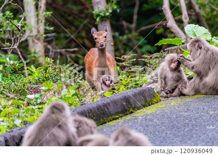 ヤクザルとヤクシカ　くつろぐ　世界自然遺産屋久島(夏 120936049
