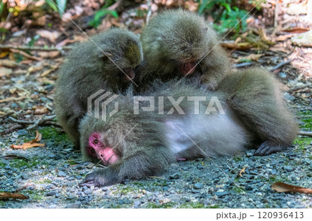 ヤクザル　毛づくろい　世界自然遺産屋久島(夏 120936413
