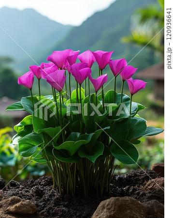 Calla leaves, Araceae plant, Calla palustris, bog arum, marsh calla, wild calla green foliage in garden 120936641