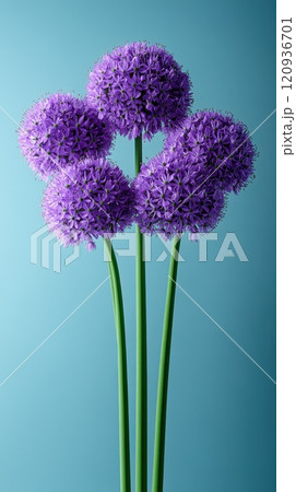 Allium Giganteum Violet Flower Ball, Blooming Onion 120936701