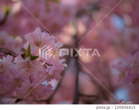 4月に咲いたピンク色でかわいいサクラの花「八重紅枝垂（ヤエベニシダレ）」 120936815