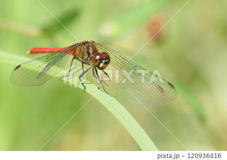 マユタテアカネ(オス) マユタテアカネ(オス) 120936816