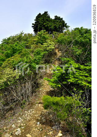御坂山地の節刀ヶ岳 山頂へ続く道 御坂山地の節刀ヶ岳 山頂へ続く道 120936819