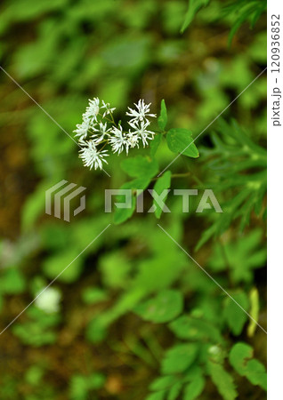 御坂山地の十二ヶ岳 ミヤマカラマツ 御坂山地の十二ヶ岳 ミヤマカラマツ 120936852