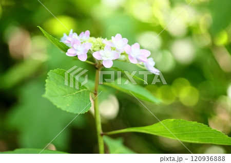 アジサイの花 佳澄 アジサイの花 佳澄 120936888