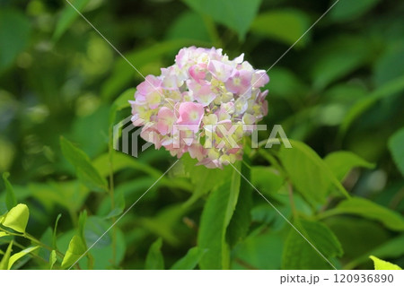 可愛い アジサイの花  可愛い アジサイの花  120936890