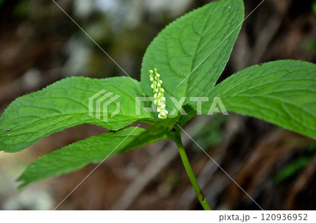 御坂山地の金掘山　フタリシズカ 120936952
