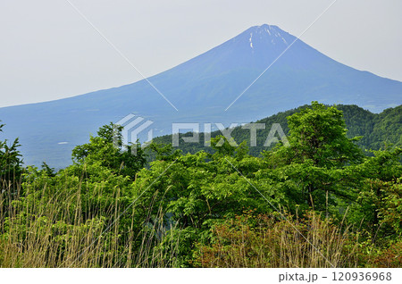 御坂山地　若彦路街道古道の大石峠より望む初夏の富士山 120936968