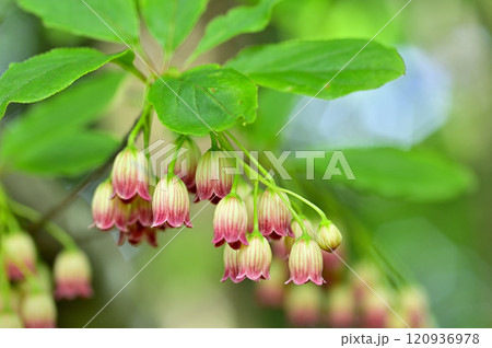 御坂山地の金堀山　サラサドウダンの花 120936978