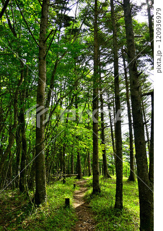 御坂山地　金堀山の山頂 120936979