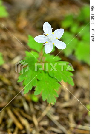 御坂山地の節刀ヶ岳　森に咲くツルシロカネソウ 120936990
